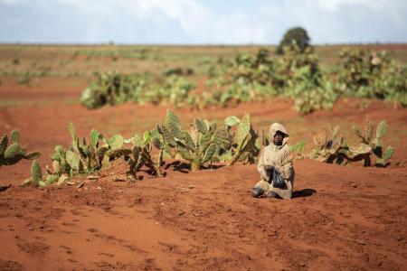 Central and Southern Africa