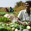 Building Resilient Food Systems for Global Food Security and Nutrition